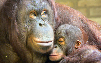 orangutans.jpg